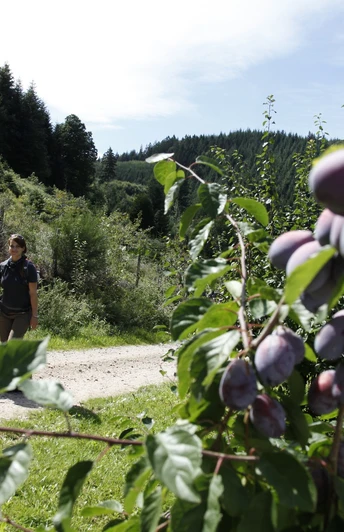 Durch die Obstplantagen