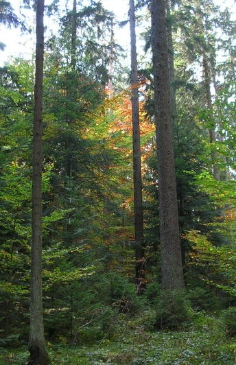 Plenterwald bei Freudenstadt