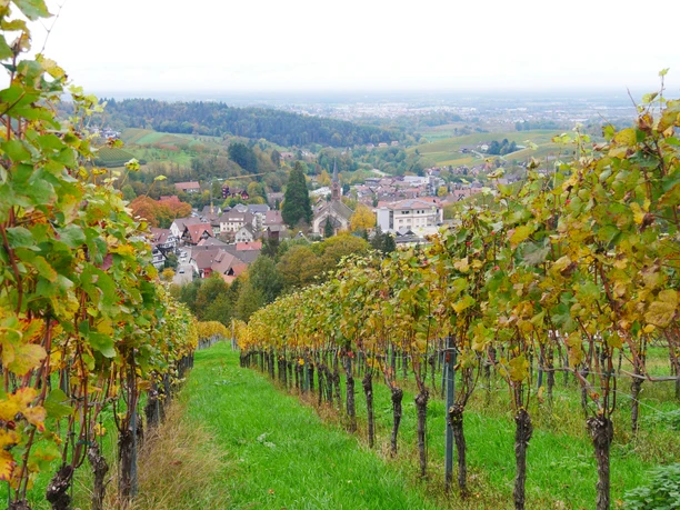 Weincaching Sasbachwalden Weinberg Mit Weitblick Weincaching Sasbachwalden Weinberg Mit Weitblick