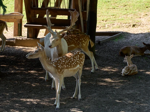 Several pied fallow deer on a shady meadow.