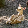 Rehkitz Rehkitz mit weißen Flecken liegt auf Waldboden neben Baumstamm.Fawn with white spots lying on the forest floor next to a tree trunk.Jelen s bílými skvrnami leží na lesní půdě vedle kmene stromu.Jeleń z białymi plamami leżący na ściółce leśnej obok pnia drzewa.Reekalf met witte vlekken ligt op de bosgrond naast een boomstam.Cerbiatto con macchie bianche sdraiato sul suolo della foresta accanto a un tronco d'albero.