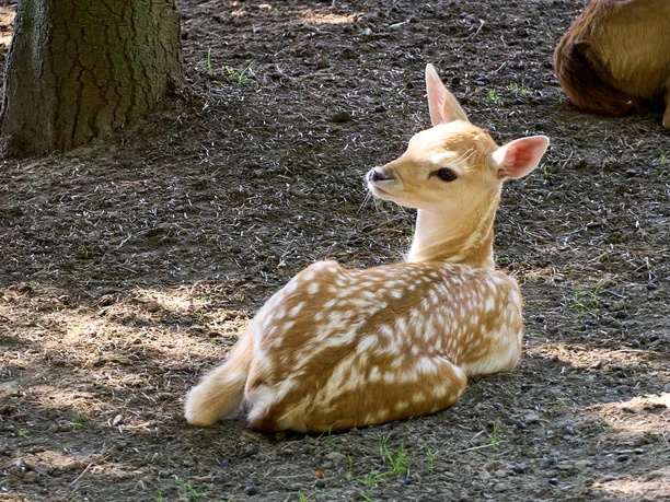 Rehkitz Rehkitz mit weißen Flecken liegt auf Waldboden neben Baumstamm.