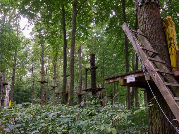 Kletterwald Königstein Kletterpark im Wald mit Plattformen und Seilbrücken zwischen Bäumen.