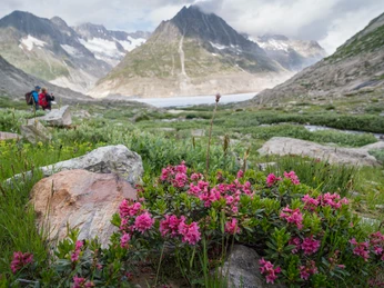 Sommerblüte am Aletschgletscher Aletsch Entdeckerpass mit Alpenrosen am Märjelensee und Blick auf den Aletschgletscher im SommerAletsch Discovery Pass with alpine roses at Lake Märjelen and views of the Aletsch Glacier in summerPasseport découverte d'Aletsch avec roses des Alpes au lac de Märjelen et vue sur le glacier d'Aletsch en été