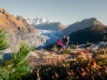 Family hike in the fall Aletsch Entdeckerpass mit Familie beim Wandern oberhalb des Aletschgletschers in goldenem HerbstlichtAletsch Discovery Pass with family hiking above the Aletsch Glacier in golden fall lightPasseport découverte d'Aletsch en famille lors d'une randonnée au-dessus du glacier d'Aletsch dans la lumière dorée de l'automne
