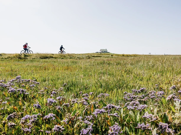 Nordfriesland_Hamburger Hallig Fahrrad fahren