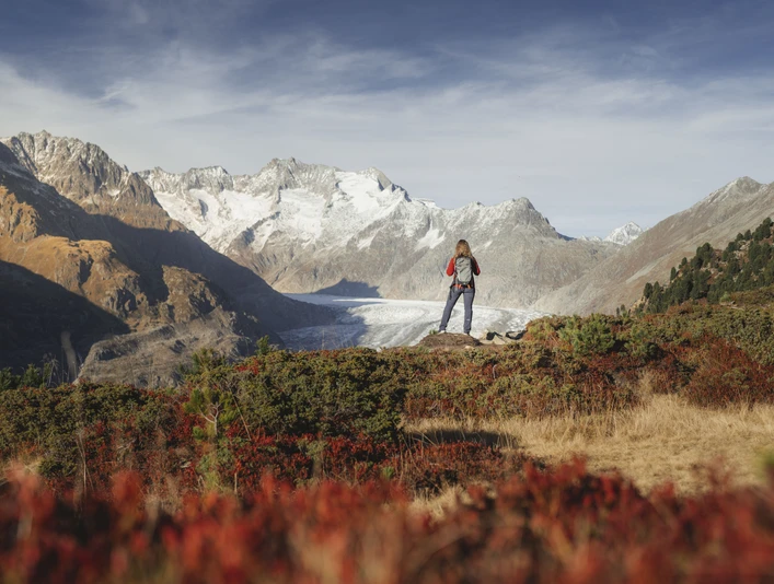 Randonnée d'automne avec vue sur le glacier d'Aletsch Herbstsonne Aletsch Arena mit Wanderin auf Aussichtspunkt über dem Aletschgletscher im goldenen HerbstlichtAutumn sun in the Aletsch Arena with a hiker on a viewpoint above the Aletsch Glacier in the golden autumn lightSoleil d'automne Aletsch Arena avec randonneuse sur le point de vue au-dessus du glacier d'Aletsch dans la lumière dorée de l'automne