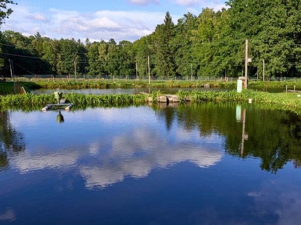 Forellen und Lachszucht Ermisch Teich umgeben von Bäumen mit Spiegelung von Wolken im Wasser.