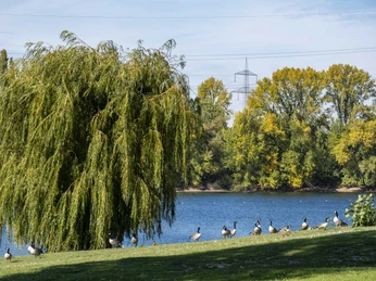 Lake Fühlingen Ein großer, voller Weidenbaum steht am Ufer, umgeben von Gänsen und saftigem Grün.A large, full willow tree stands on the bank, surrounded by geese and lush greenery.