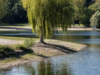 Lake Fühlingen Weide am Fühlinger See mit klarem Wasser und bewaldeter Umgebung.Pasture on Fühlinger See with clear water and wooded surroundings.