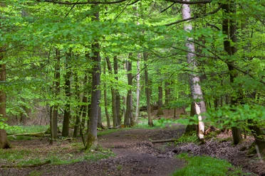 Wandern_Silberbachtal_®GesUndTourismus Horn-Bad Meinberg GmbH.jpg