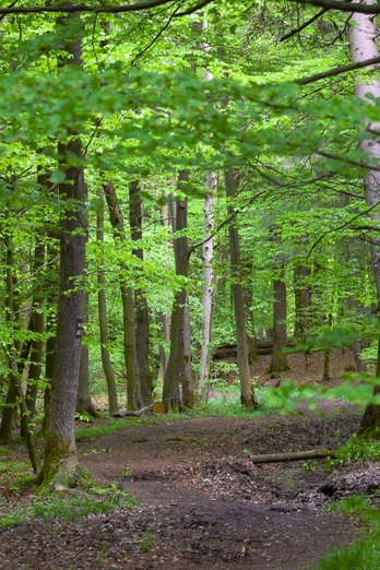 Wandern_Silberbachtal_®GesUndTourismus Horn-Bad Meinberg GmbH.jpg