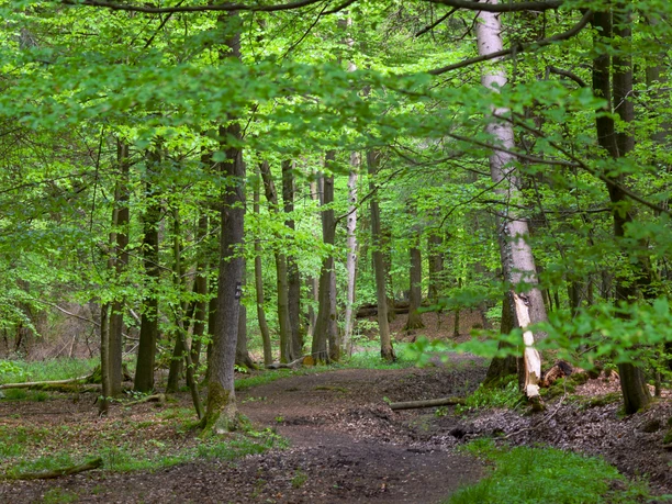 Wandern_Silberbachtal_®GesUndTourismus Horn-Bad Meinberg GmbH.jpg
