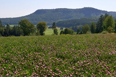Blooming field with purple flowers in front of wooded peaks under a blue sky.