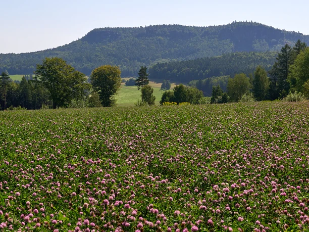 Blick zu Kleinen und Großen Zschirnstein Blühendes Feld mit lila Blumen vor bewaldetem zschirnsteinen unter blauem Himmel.