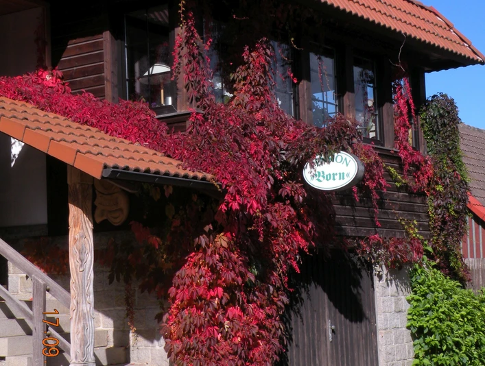 Pension Born in Elbingerode - Außenansicht Pension Born in Elbingerode - Außenansicht