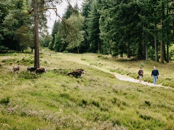 Nordfriesland_Leck_ Ziegentrekking