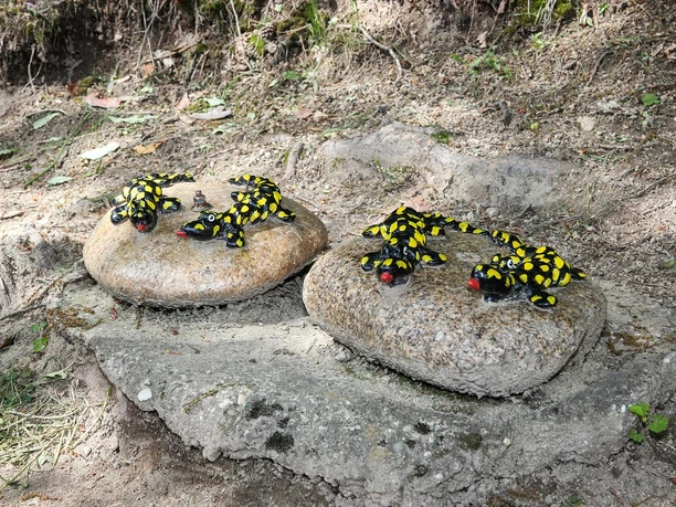 Stein Salamander auf dem Bermersbacher Glücksweg