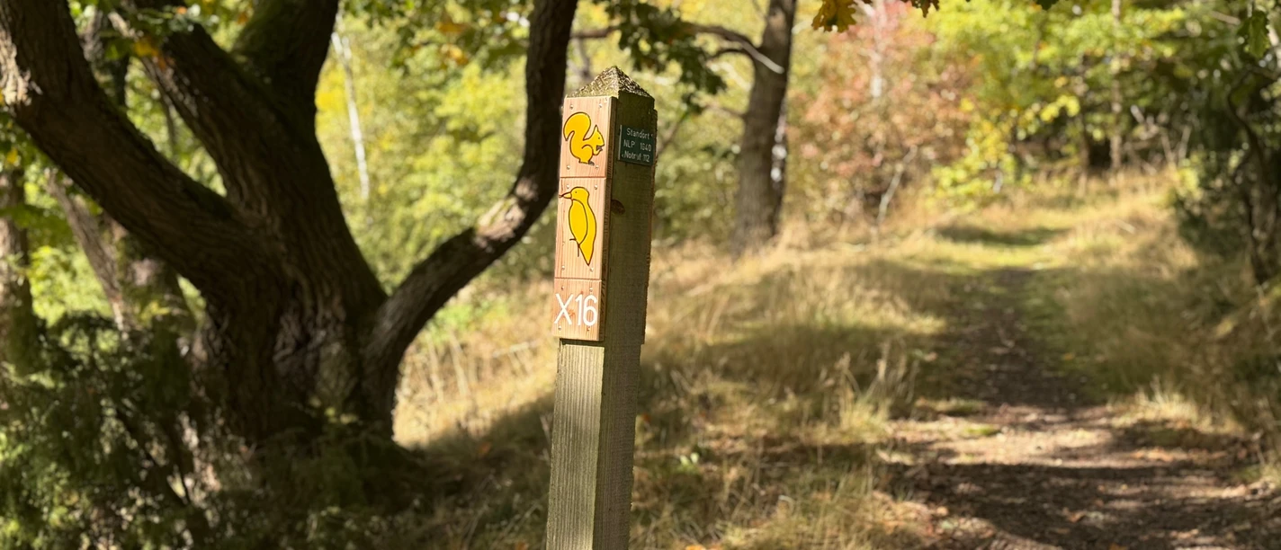 Locheichen-Traddelkopf-Route