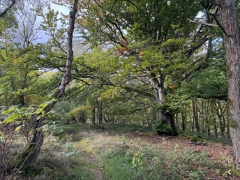 Traddelkopf-Locheichen-Route