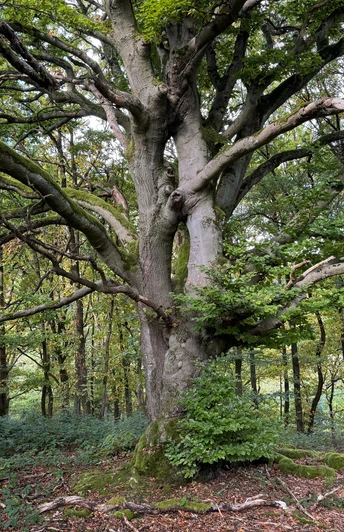 Traddelkopf-Locheichen-Route