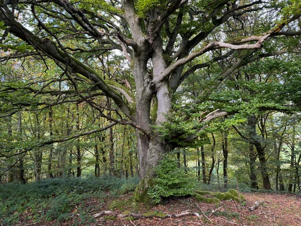 Traddelkopf-Locheichen-Route