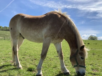Pferd