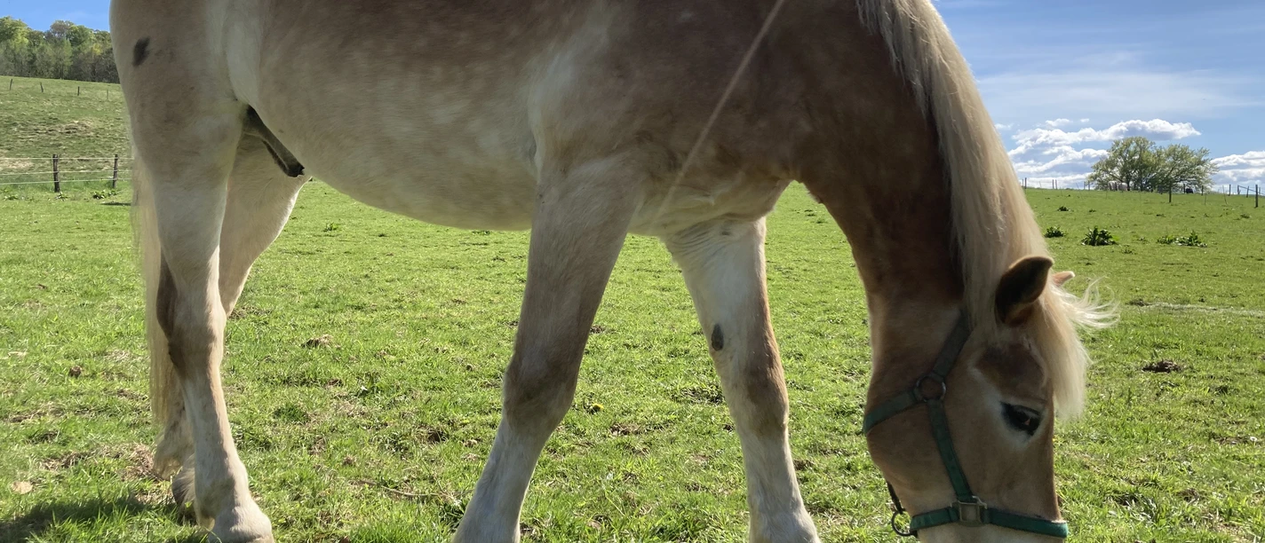 Pferd