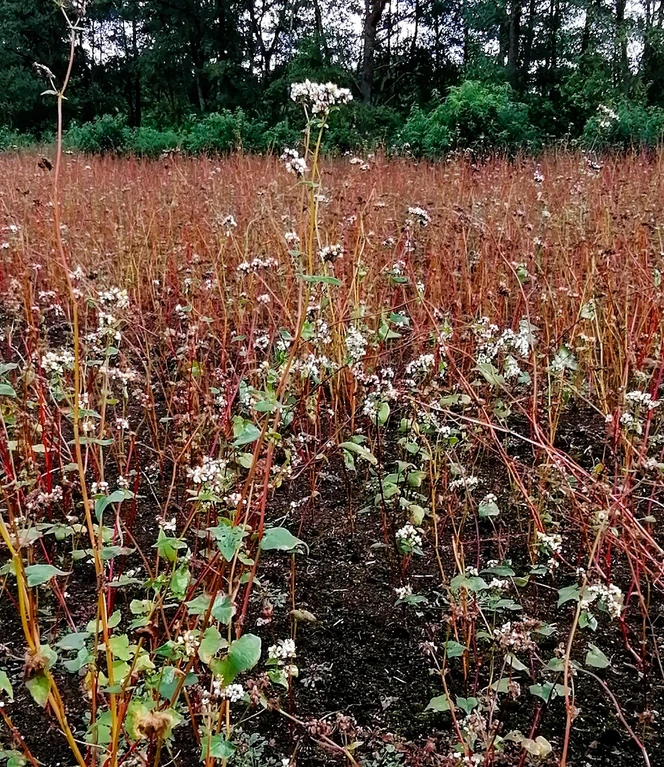 03 Buchweizen_quer.jpg