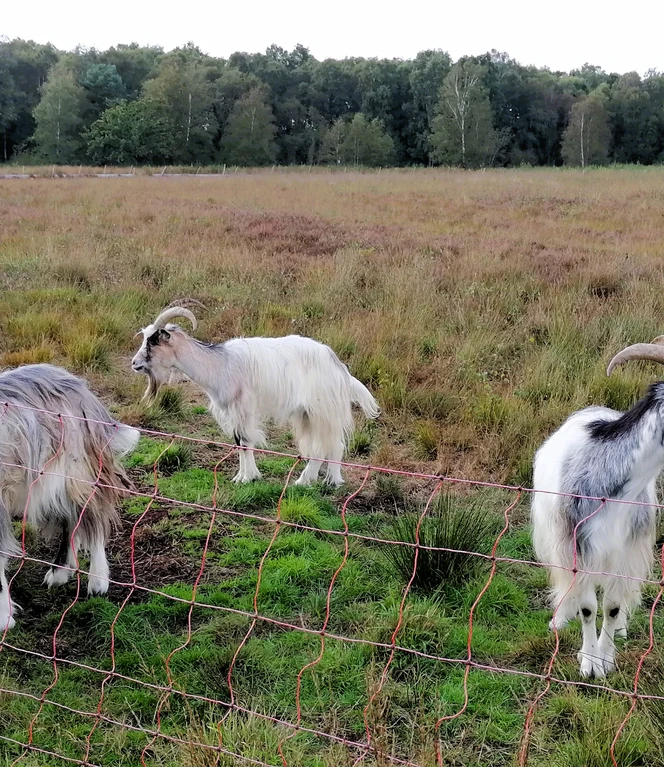 07 Die Kuh des....jpg