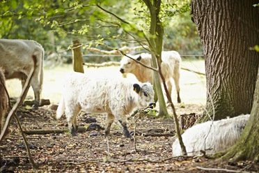 Gallowayrinder im Hutewald