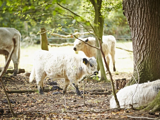 Gallowayrinder im Hutewald