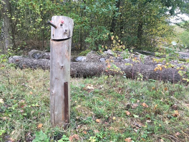 Waldhofmännchen