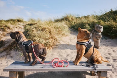 Hunde auf einer Bank am Strand