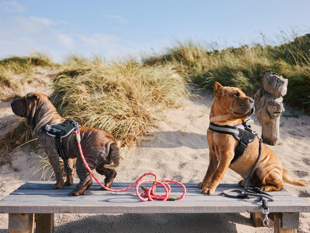 Hunde auf einer Bank am Strand
