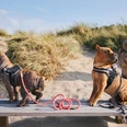 Hunde auf einer Bank am Strand