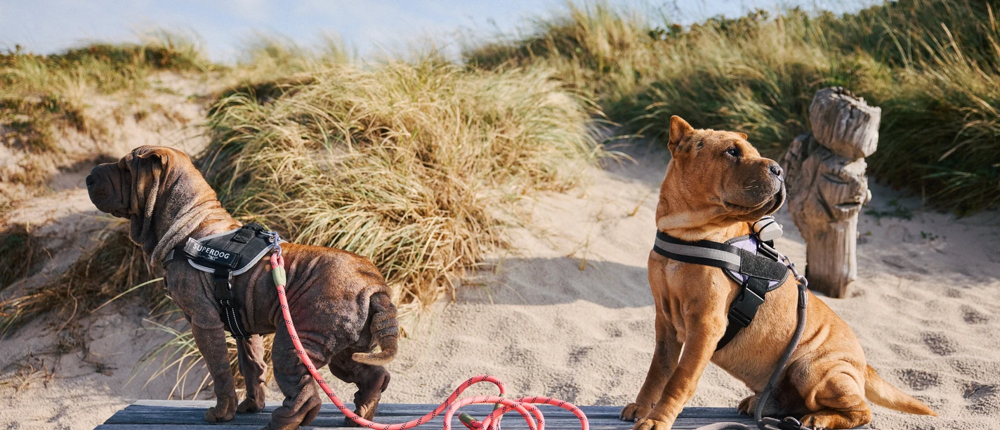Hunde auf einer Bank am Strand