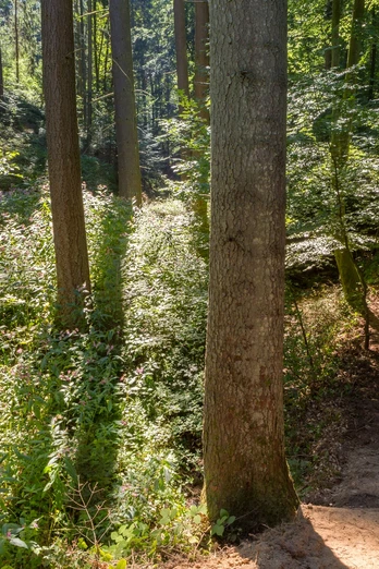 Pfad entlang des "Kahler Bach"