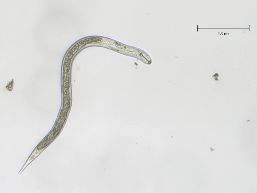 JKI-FadenWurm-Mikroskopaufnahme.jpg
