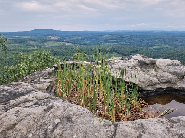 Großer Zschirnstein Aussicht Ausblick von felsigem Gipfel mit Grasbüscheln und kleiner Wasserpfütze, bewaldete Landschaft im Hintergrund.
