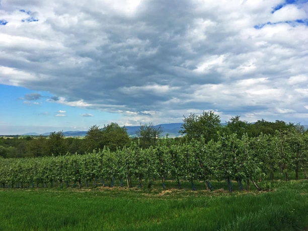 Obstplantagen im Renchtal