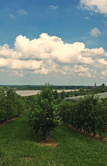 Aussicht auf Renchen-Ulm