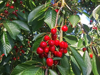 Kirchbaum im Renchtal