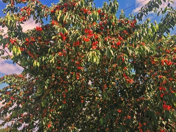 Kirchbaum im Renchtal