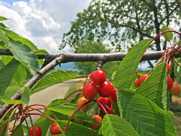 Radweg an den Obstplantagen