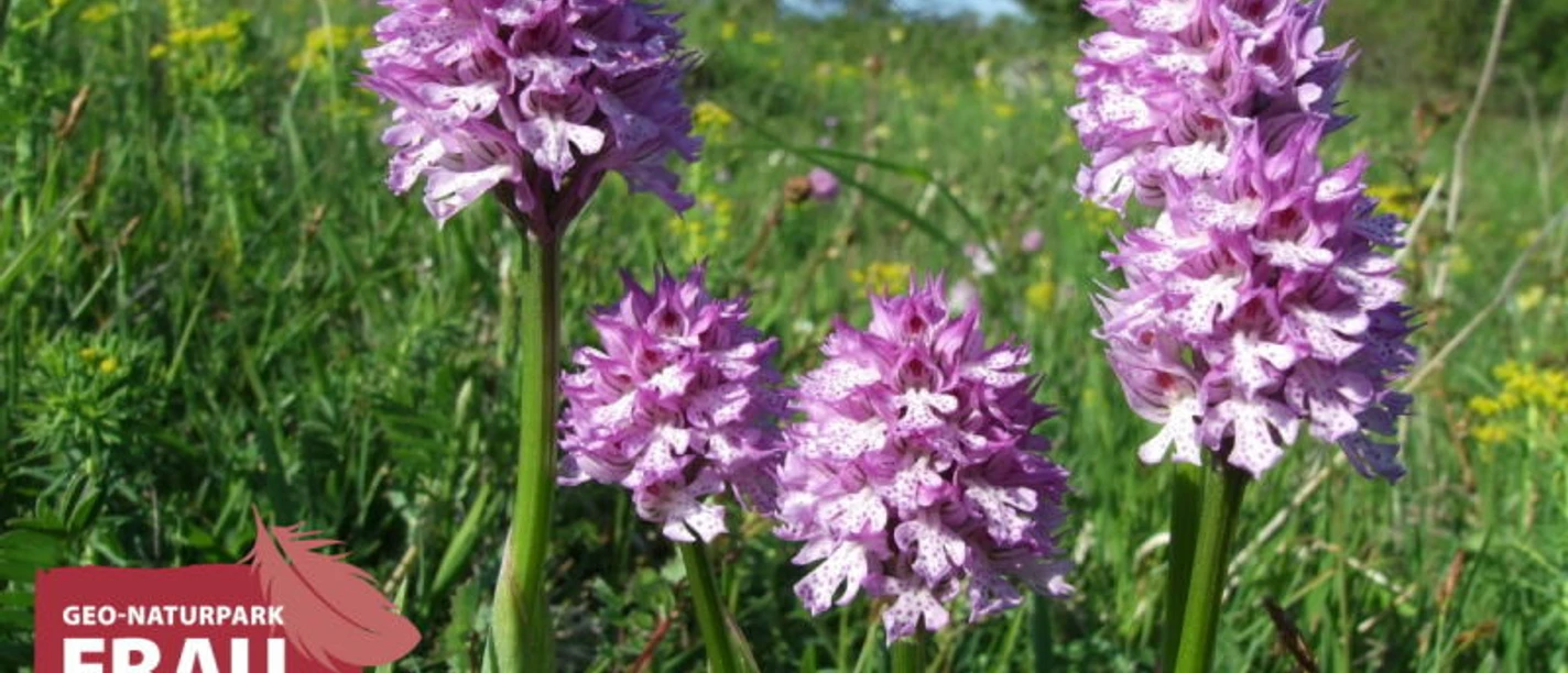 Dreizähniges Knabenkraut auf dem Bühlchen