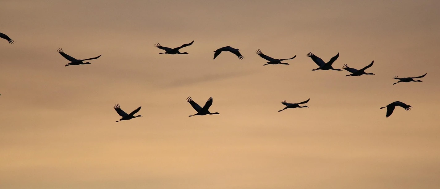 common-cranes-7559487_1280.jpg
