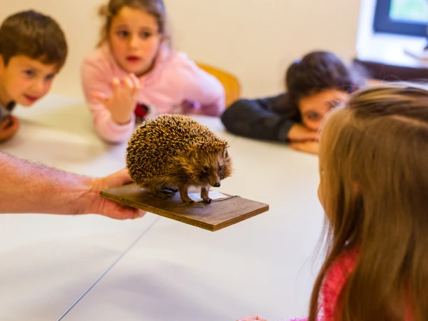 Tiere im Winter Umweltpdagogig