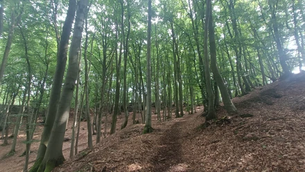 Waldweg.jpg