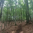 Waldweg.jpg